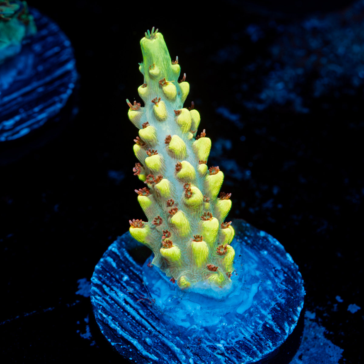 Pink Floyd Acropora Coral with branching growth in reef aquarium