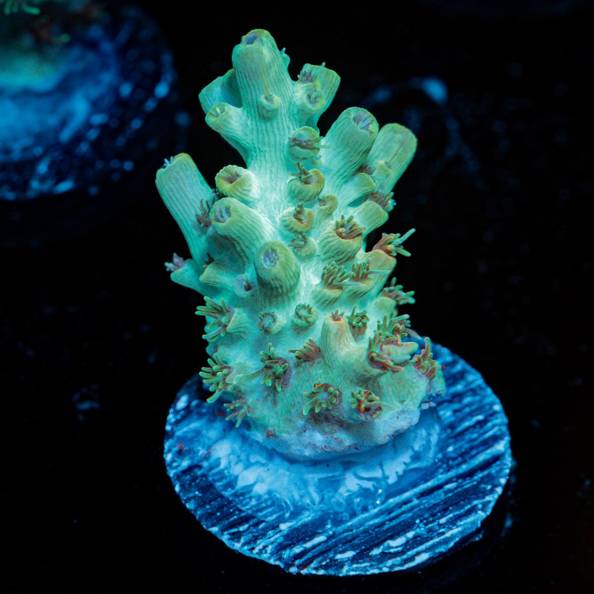 Yoda Acropora Coral with branching growth in reef aquarium