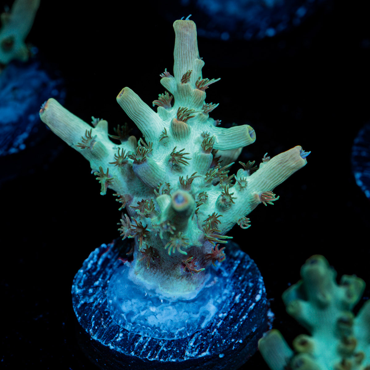Yoda Acropora Coral with branching growth in reef aquarium