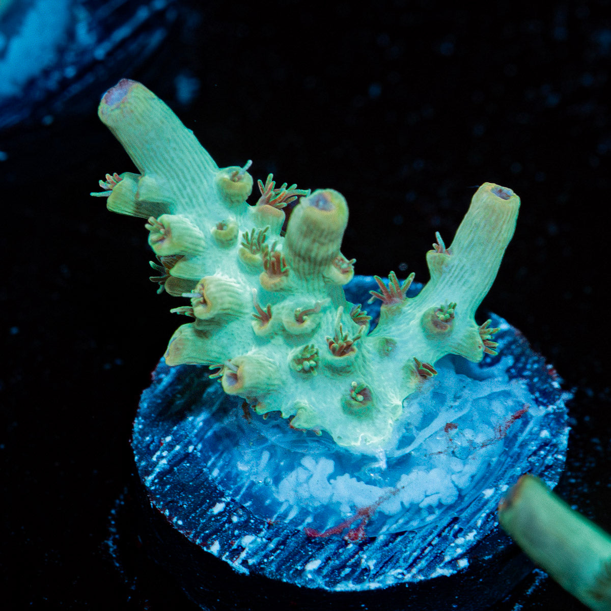 Yoda Acropora Coral with branching growth in reef aquarium