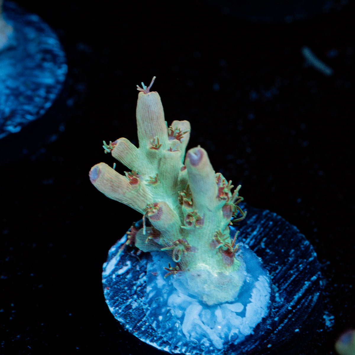 Yoda Acropora Coral with branching growth in reef aquarium