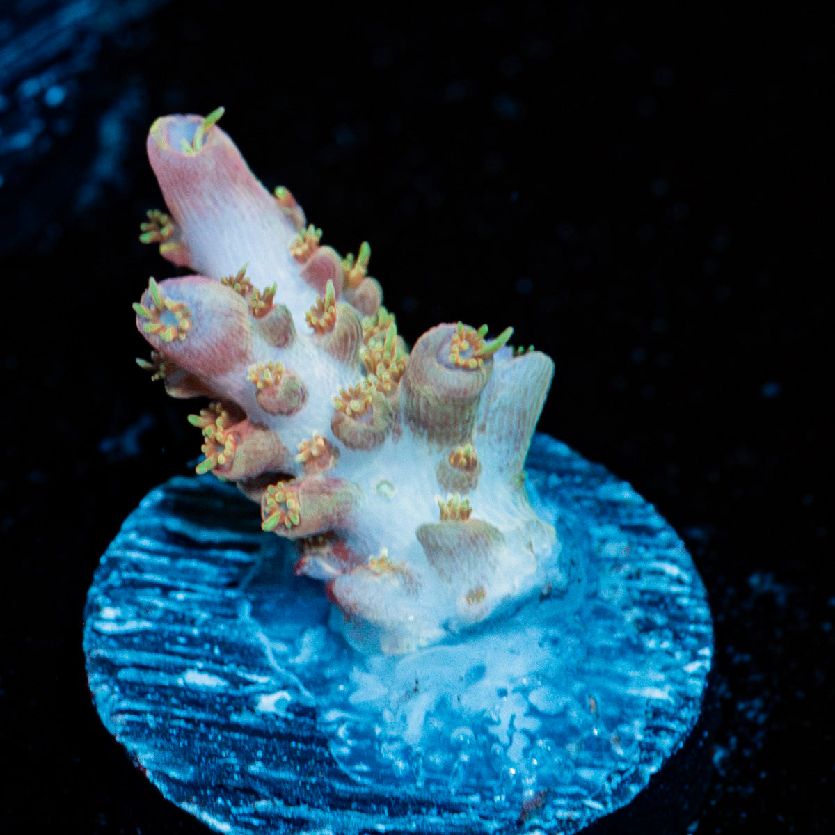 Buzz LightYear Acropora Coral with branching growth in reef aquarium