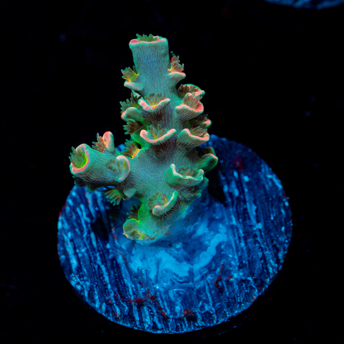 Circus Freak Acropora Coral with branching growth in reef aquarium