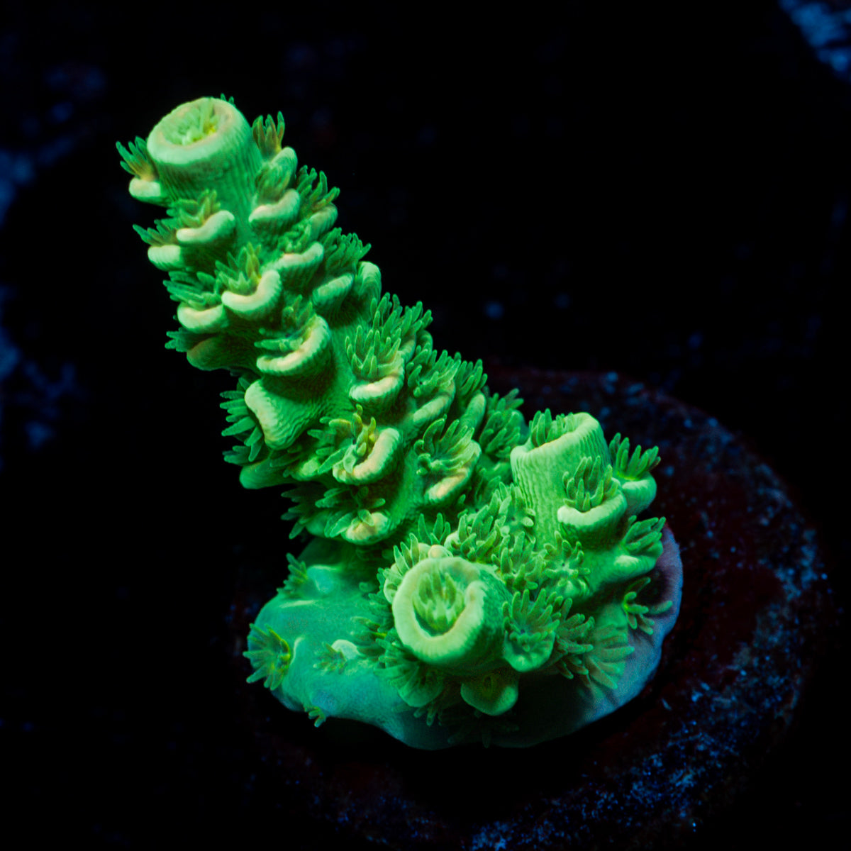 Domicile disrupter Acropora Coral with branching growth in reef aquarium