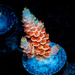 Cherry Bomb tenuis Acropora Coral with branching growth in reef aquarium