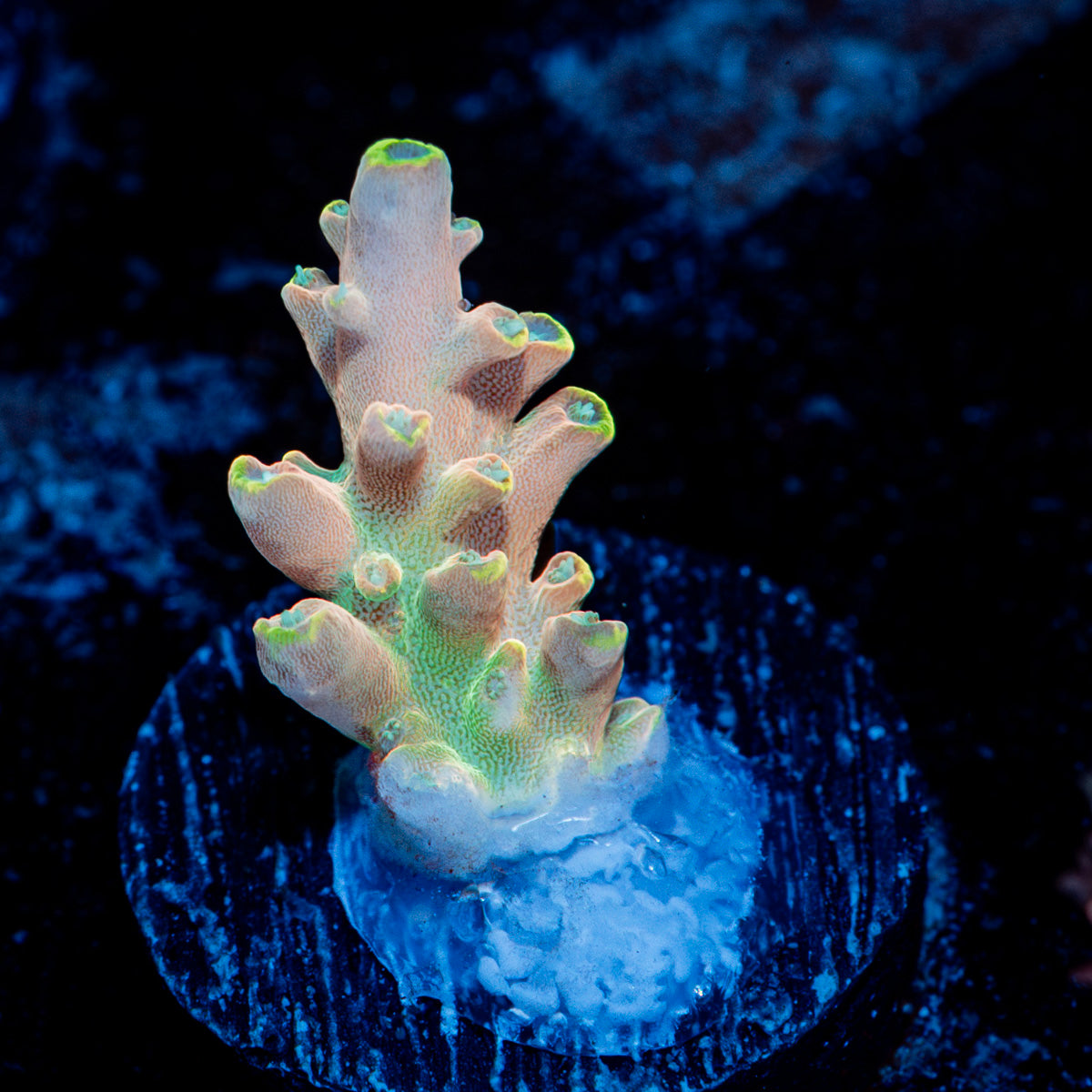 Bali Shortcake Acropora Coral with branching growth in reef aquarium