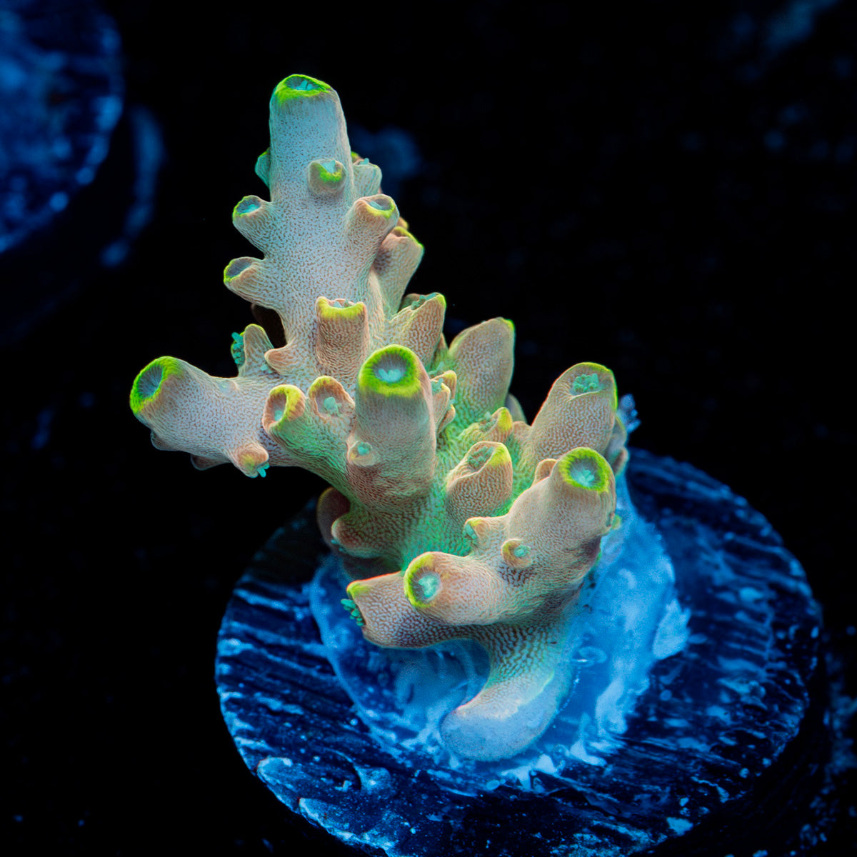 Bali Shortcake Acropora Coral with branching growth in reef aquarium
