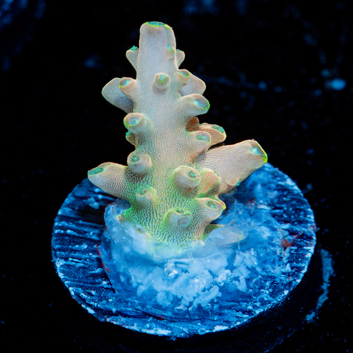 Bali Shortcake Acropora Coral with branching growth in reef aquarium