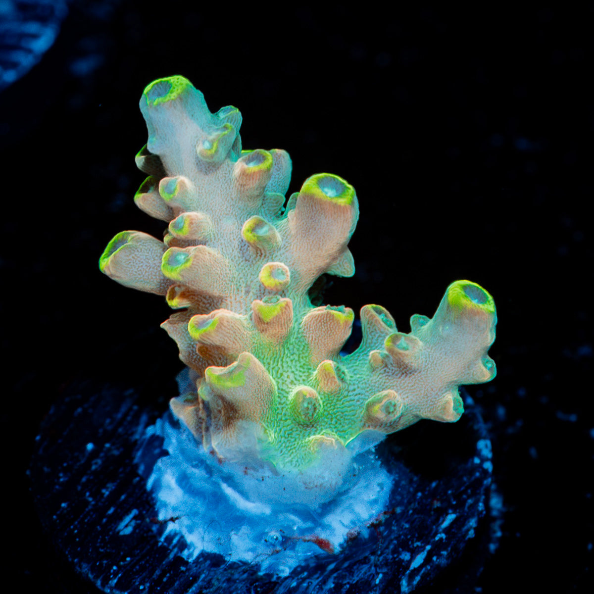 Bali Shortcake Acropora Coral with branching growth in reef aquarium