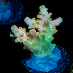 Bali Shortcake Acropora Coral with branching growth in reef aquarium