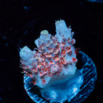 Optimus Prime Acropora Coral with branching growth in reef aquarium