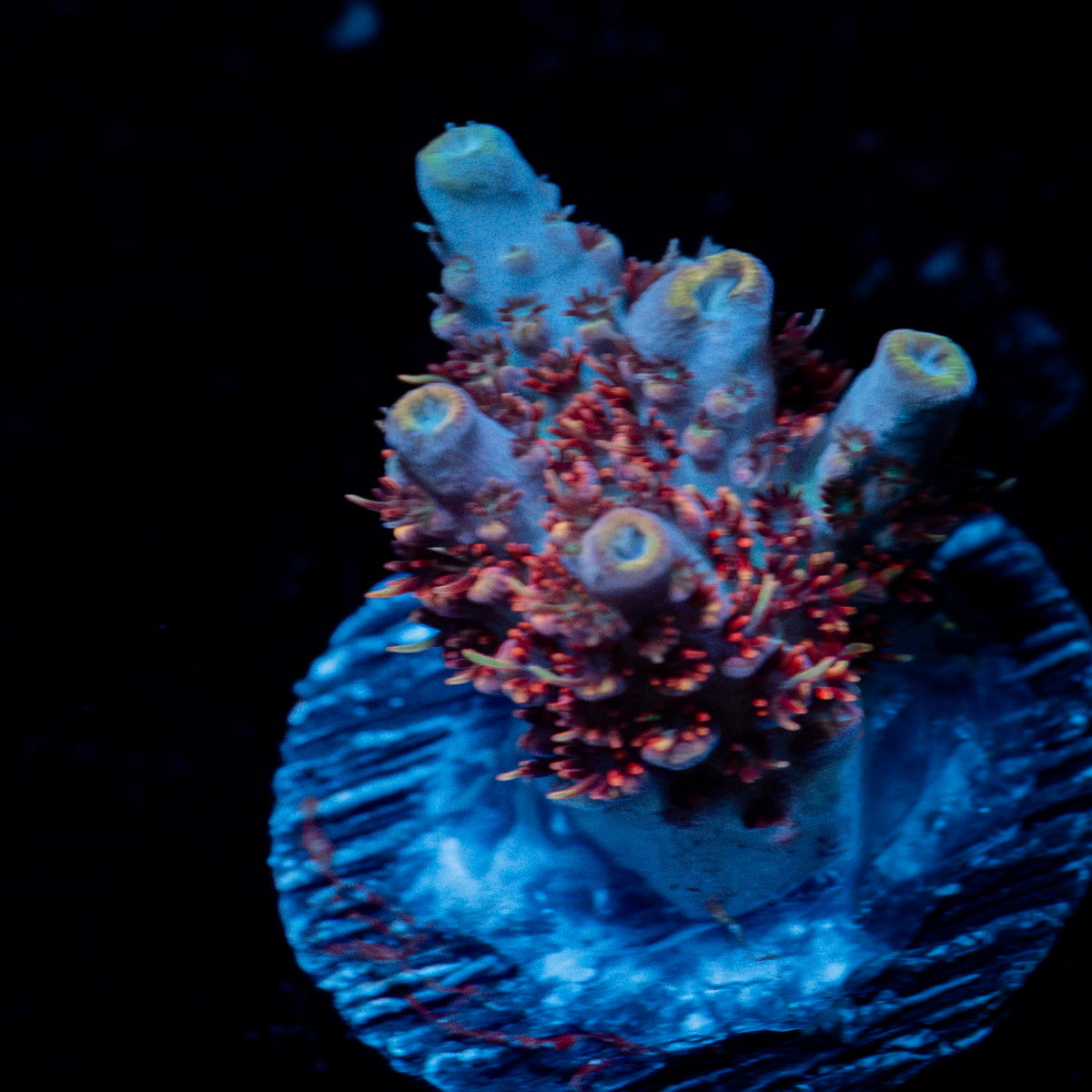 Optimus Prime Acropora Coral with branching growth in reef aquarium