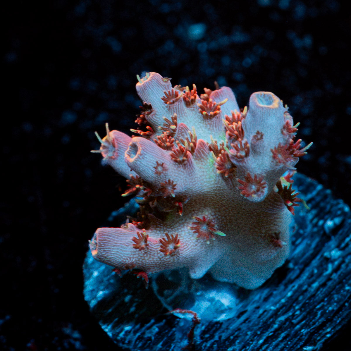 Optimus Prime Acropora Coral with branching growth in reef aquarium