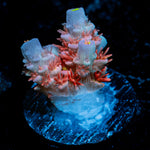 Cherry Bomb tenuis Acropora Coral with branching growth in reef aquarium