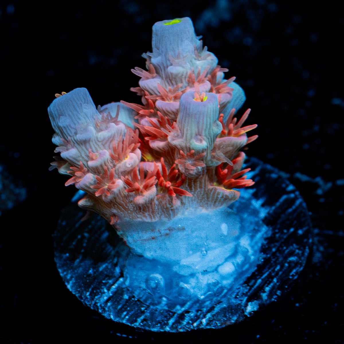Cherry Bomb tenuis Acropora Coral with branching growth in reef aquarium