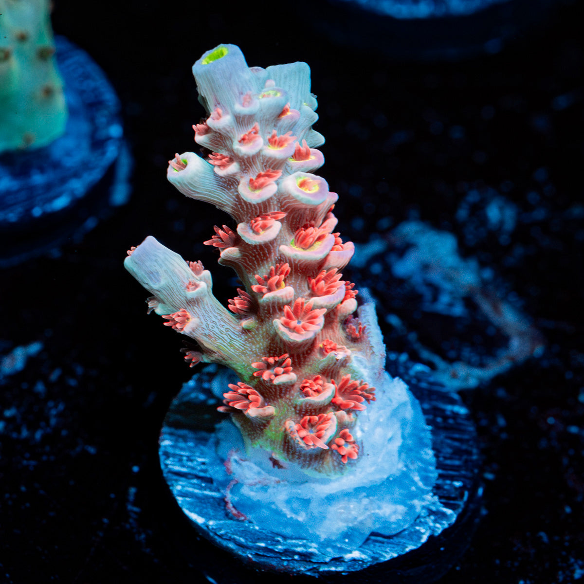 Cherry Bomb tenuis Acropora Coral with branching growth in reef aquarium