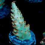Pink Floyd Acropora Coral with branching growth in reef aquarium