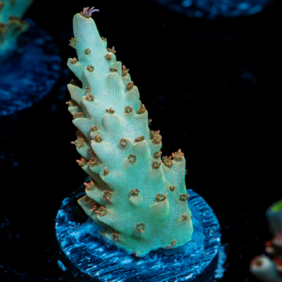 Pink Floyd Acropora Coral with branching growth in reef aquarium