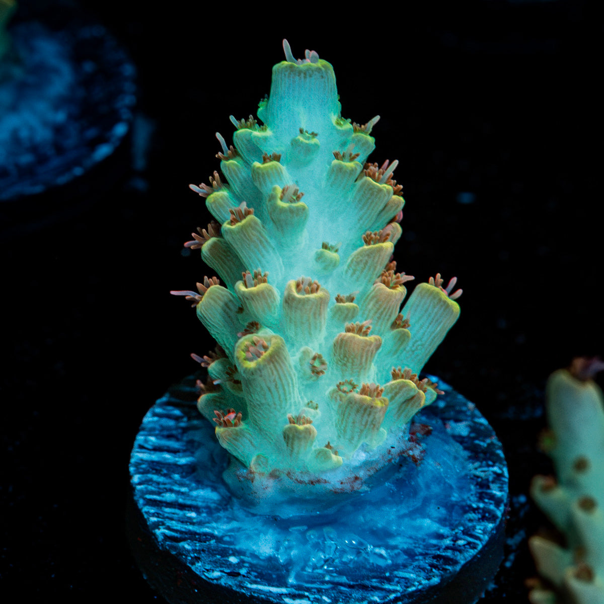 Pink Floyd Acropora Coral with branching growth in reef aquarium