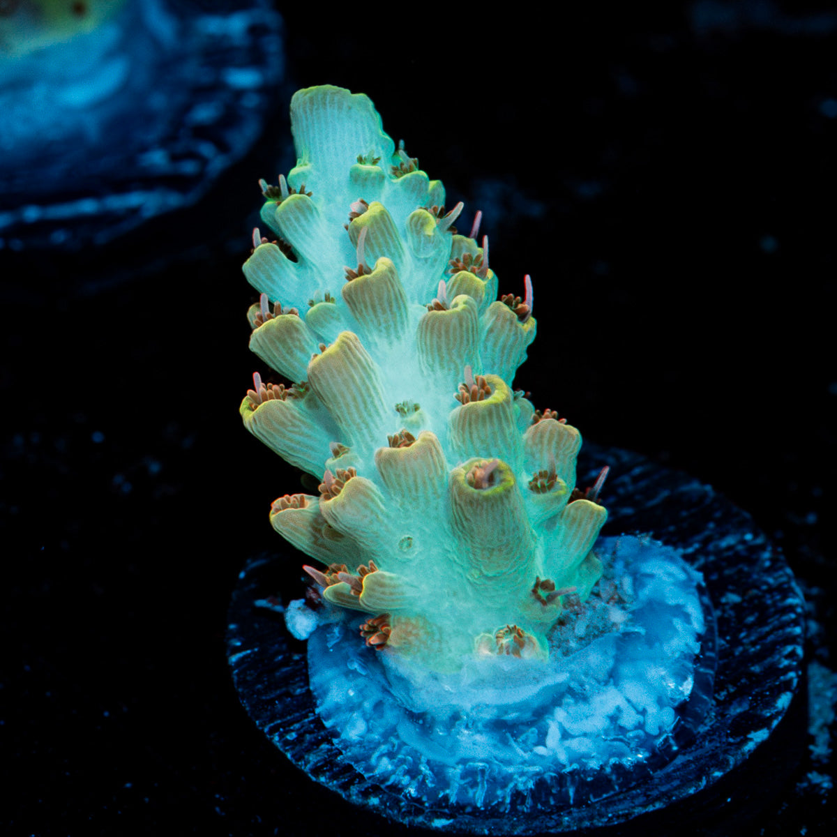 Pink Floyd Acropora Coral with branching growth in reef aquarium