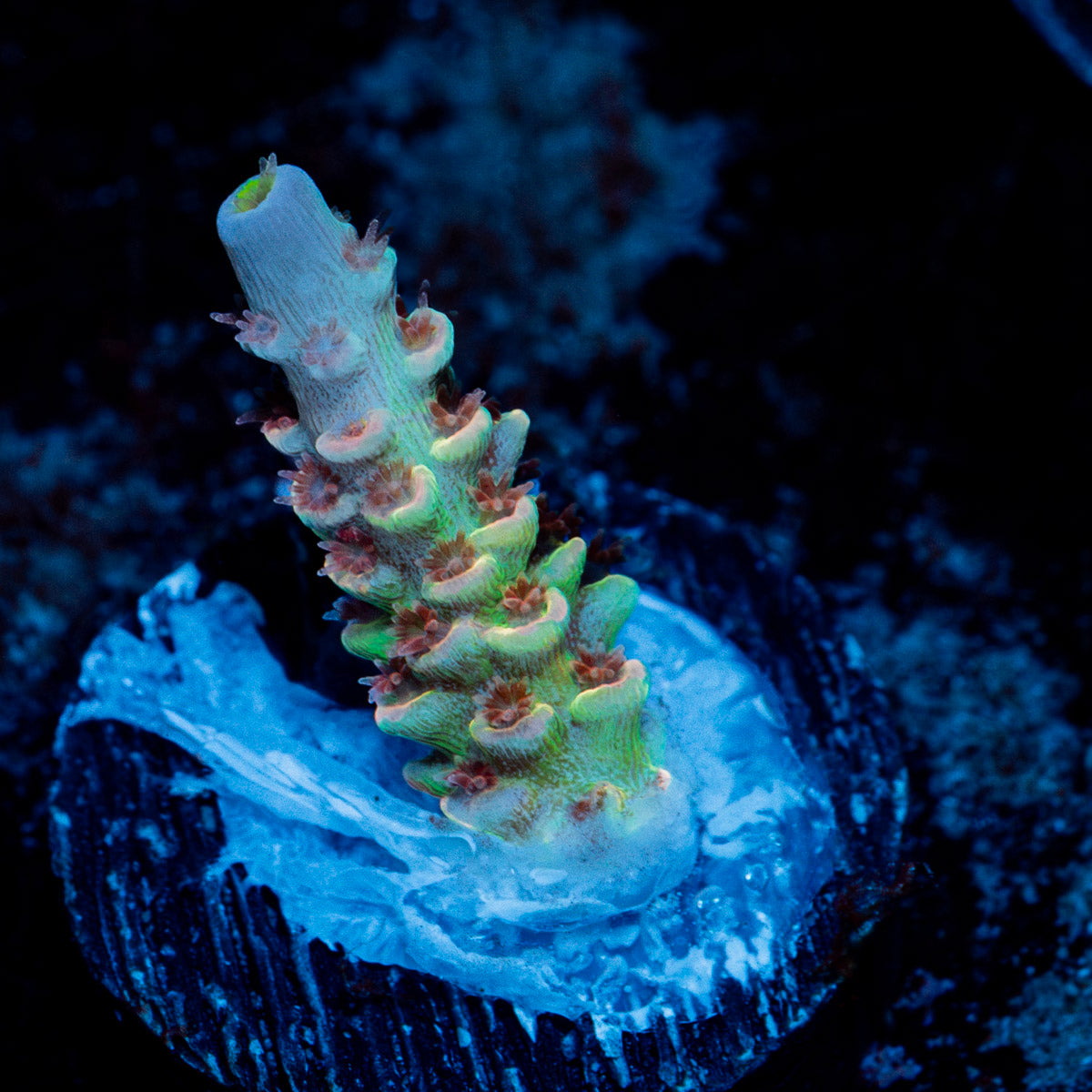 Watercolors Tenuis Acropora Coral with branching growth in reef aquarium