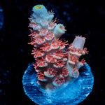 Cherry Bomb tenuis Acropora Coral with branching growth in reef aquarium