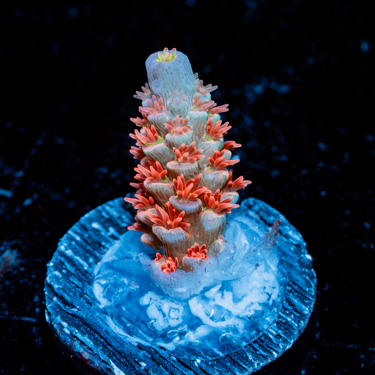 Cherry Bomb tenuis Acropora Coral with branching growth in reef aquarium