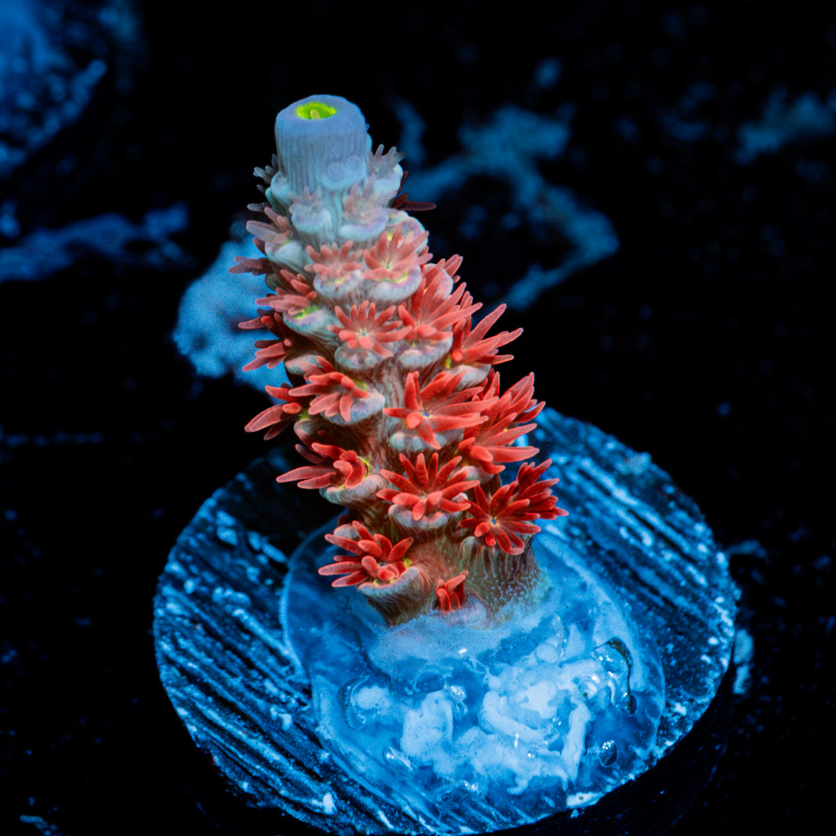 Cherry Bomb tenuis Acropora Coral with branching growth in reef aquarium