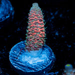 Judge Judy Acropora with branching growth in reef aquarium