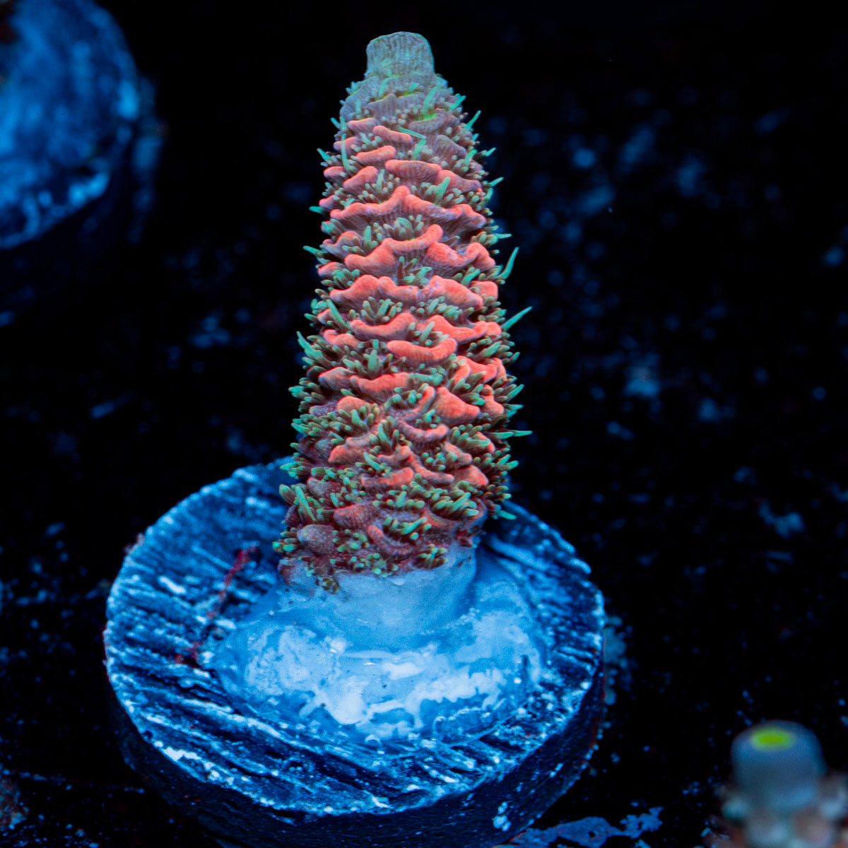 Judge Judy Acropora with branching growth in reef aquarium