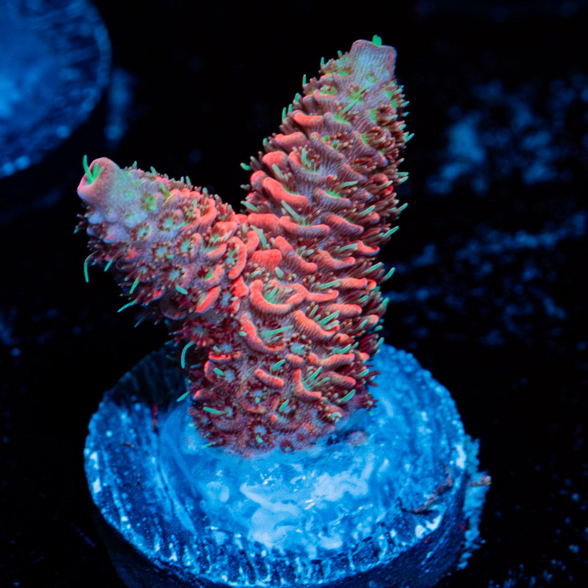 Judge Judy Acropora with branching growth in reef aquarium