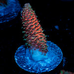 Judge Judy Acropora with branching growth in reef aquarium