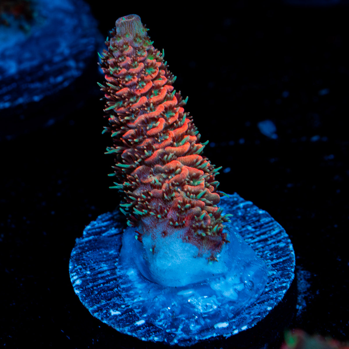 Judge Judy Acropora with branching growth in reef aquarium