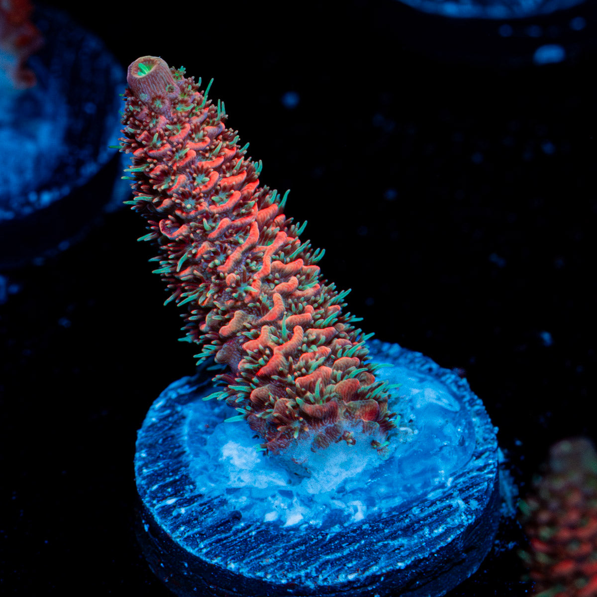 Judge Judy Acropora with branching growth in reef aquarium