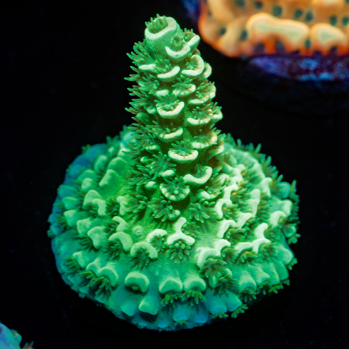 Domicile disrupter Acropora Coral with branching growth in reef aquarium