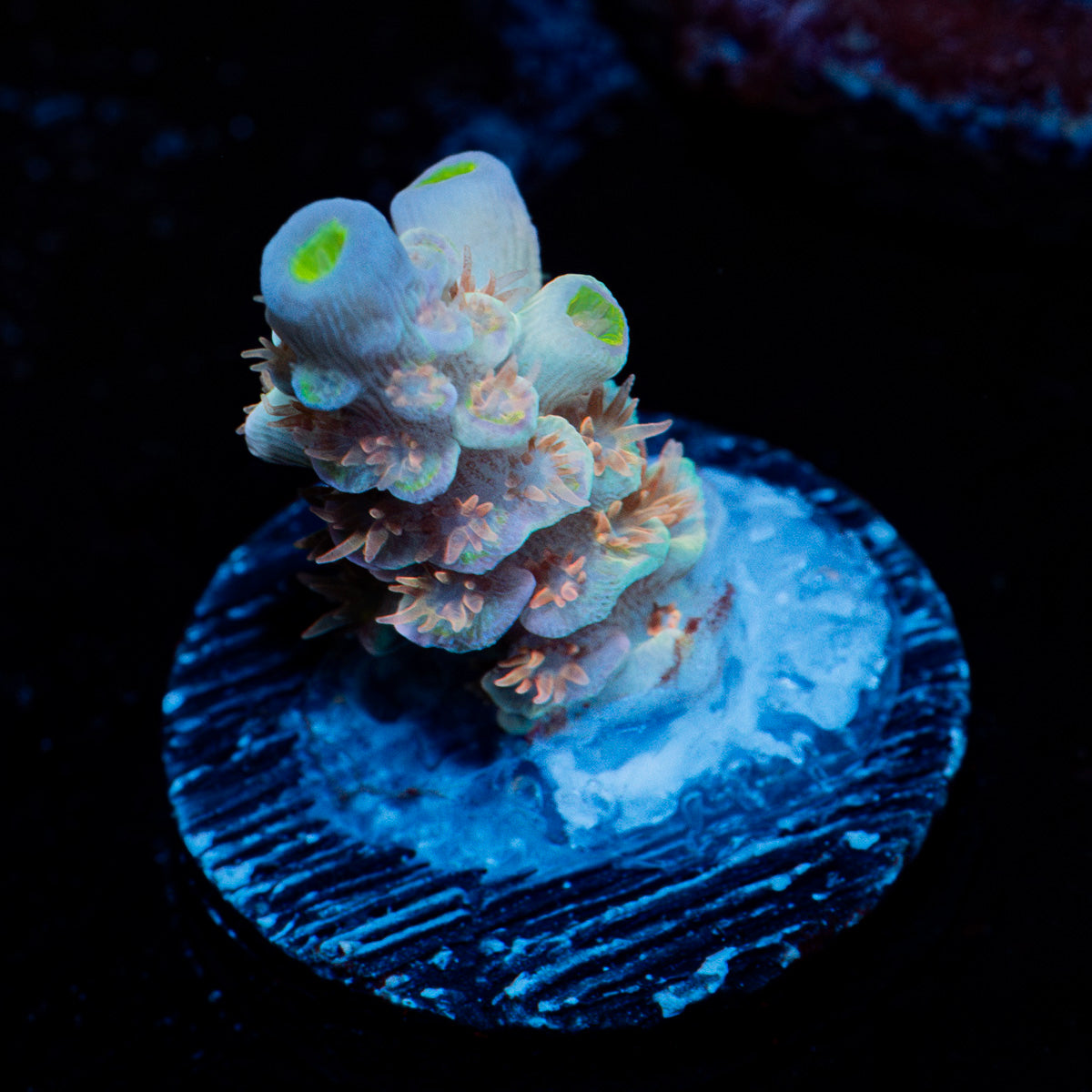 Clown Shoes Acropora Coral with branching growth in reef aquarium