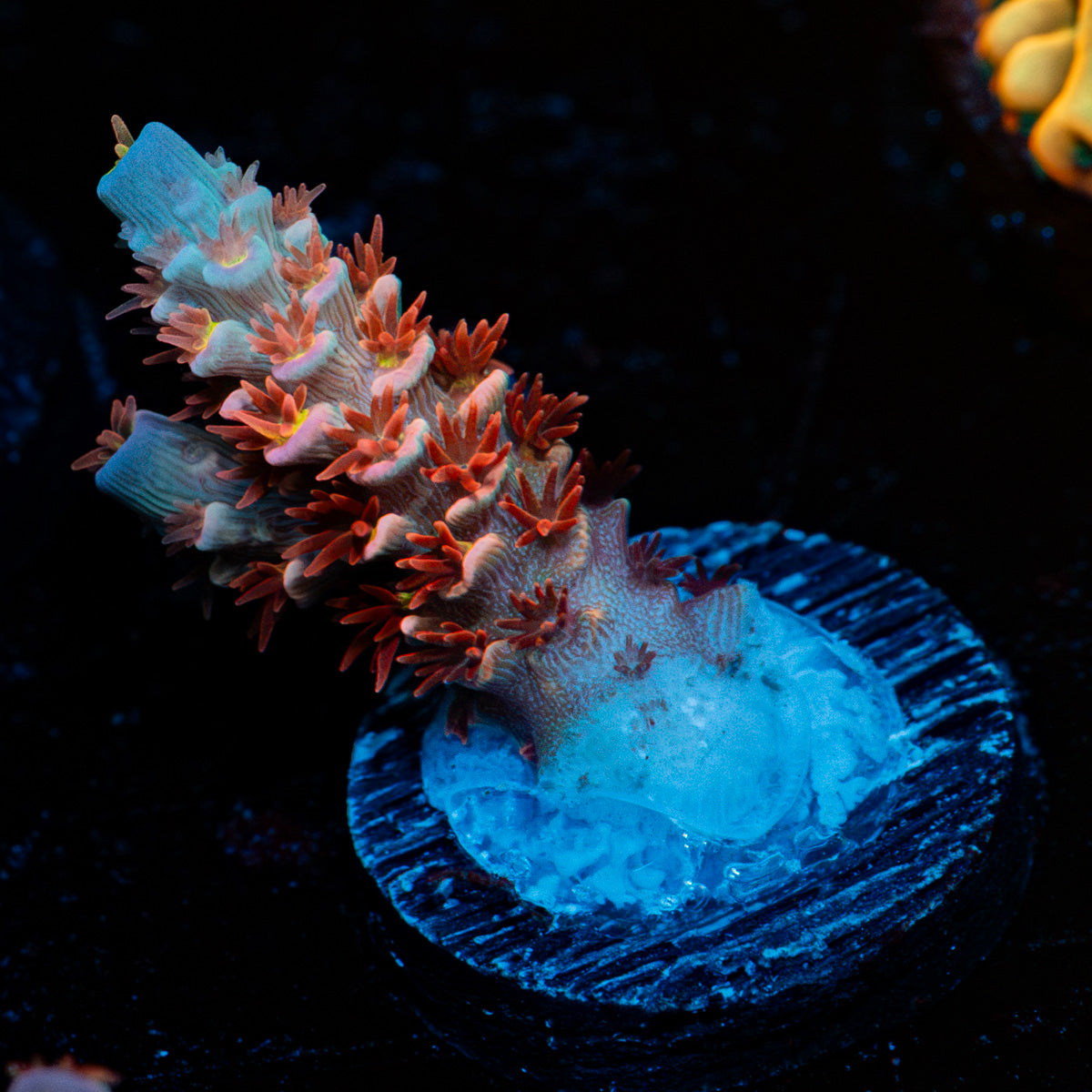 Cherry Bomb tenuis Acropora Coral with branching growth in reef aquarium