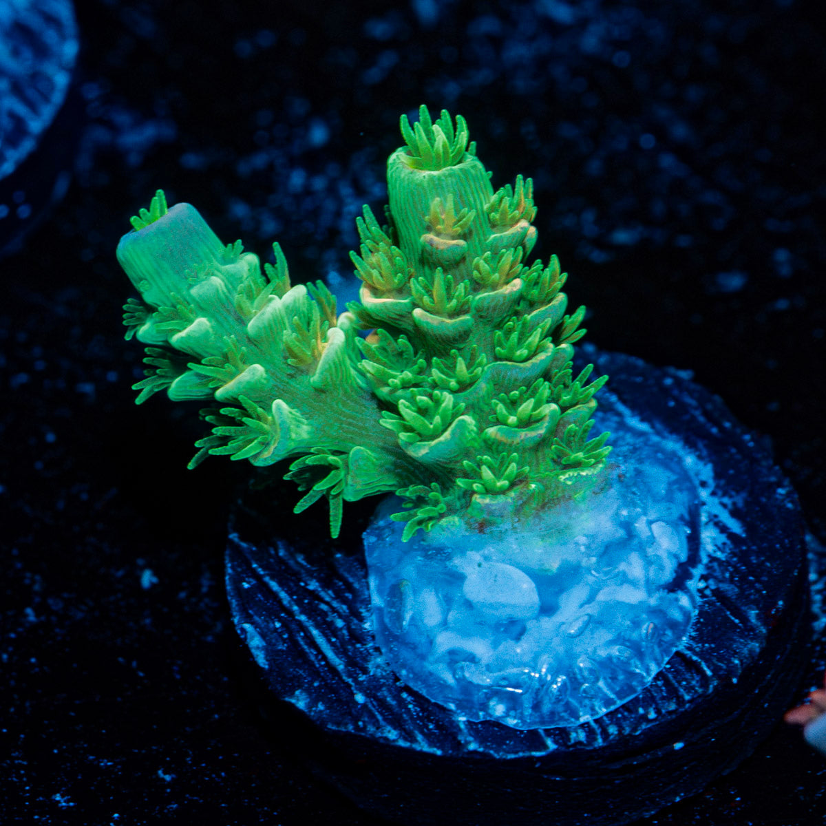 Domicile disrupter Acropora Coral with branching growth in reef aquarium