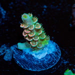 Domicile disrupter Acropora Coral with branching growth in reef aquarium