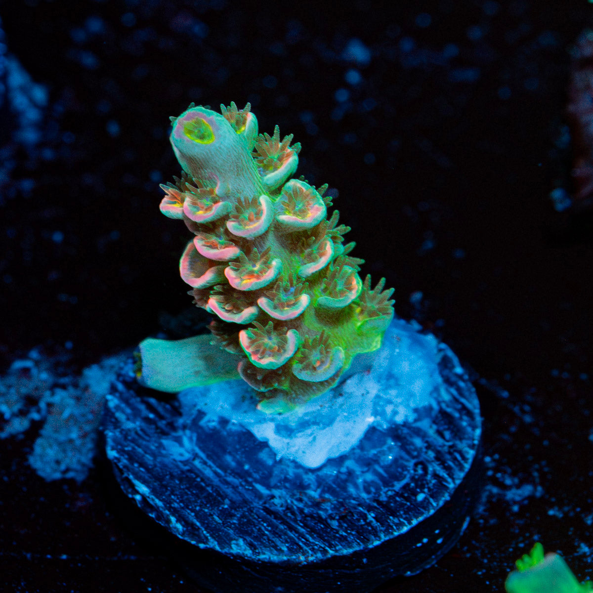 Domicile disrupter Acropora Coral with branching growth in reef aquarium