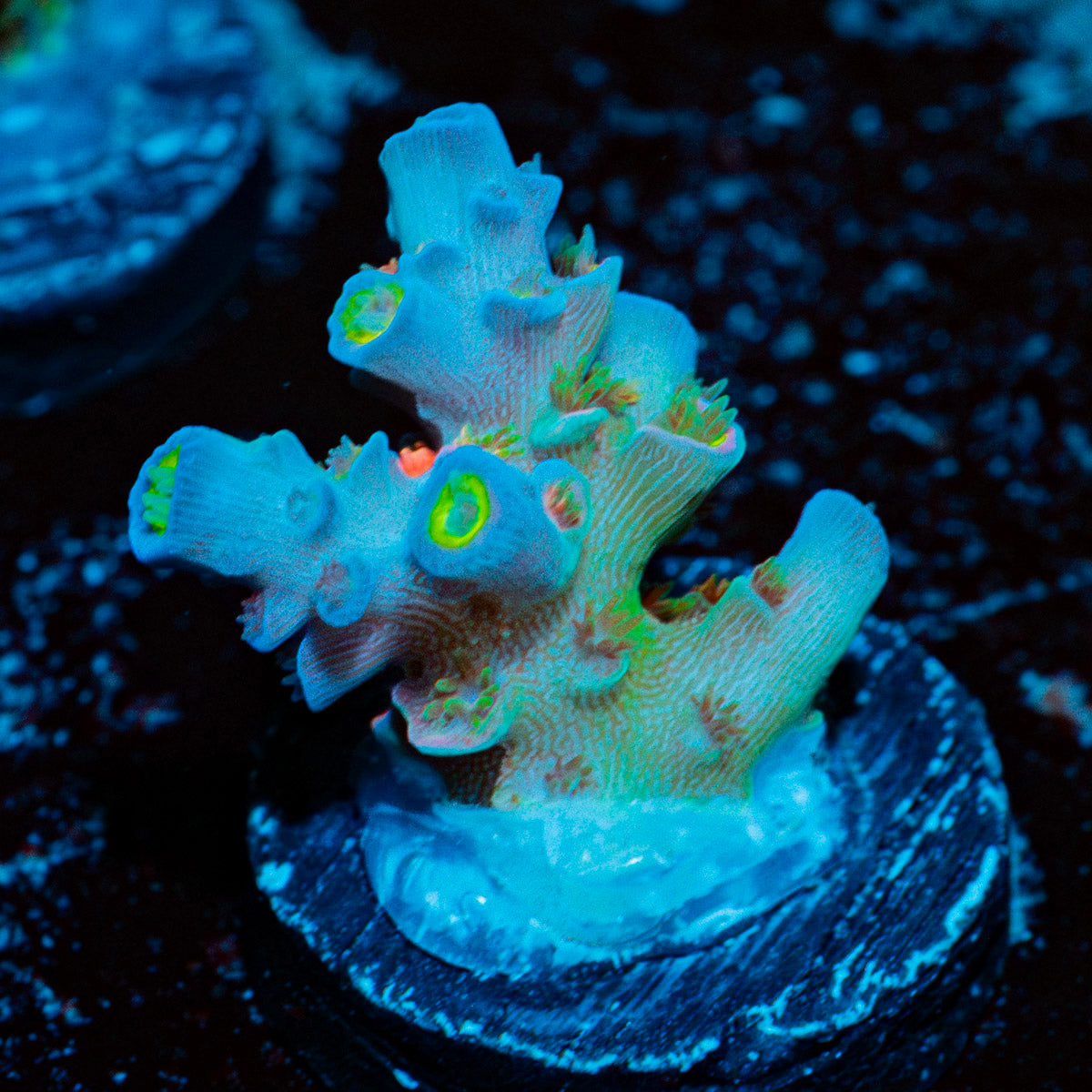 Rainbow Fusion Acropora Coral with branching growth in reef aquarium