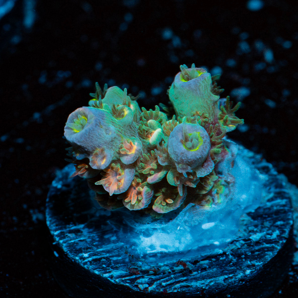 Clown Shoes Acropora Coral with branching growth in reef aquarium