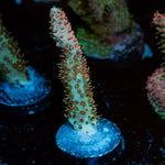 Robot Santa Claus Acropora Coral with branching growth in reef aquarium