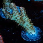 Robot Santa Claus Acropora Coral with branching growth in reef aquarium