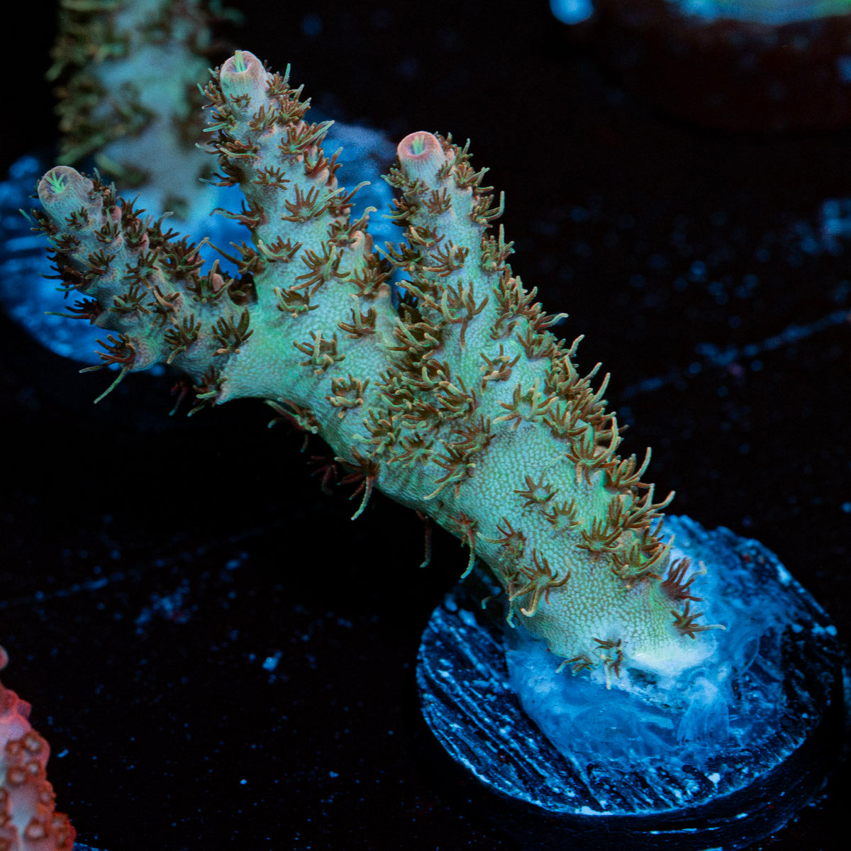 Robot Santa Claus Acropora Coral with branching growth in reef aquarium
