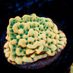 Beach Bum Montipora Coral with branching growth in reef aquarium