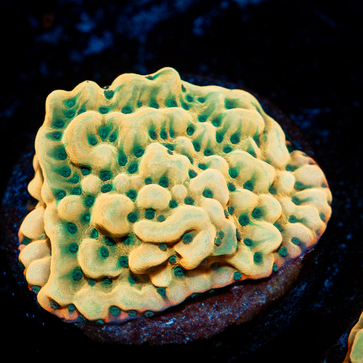 Beach Bum Montipora Coral with branching growth in reef aquarium