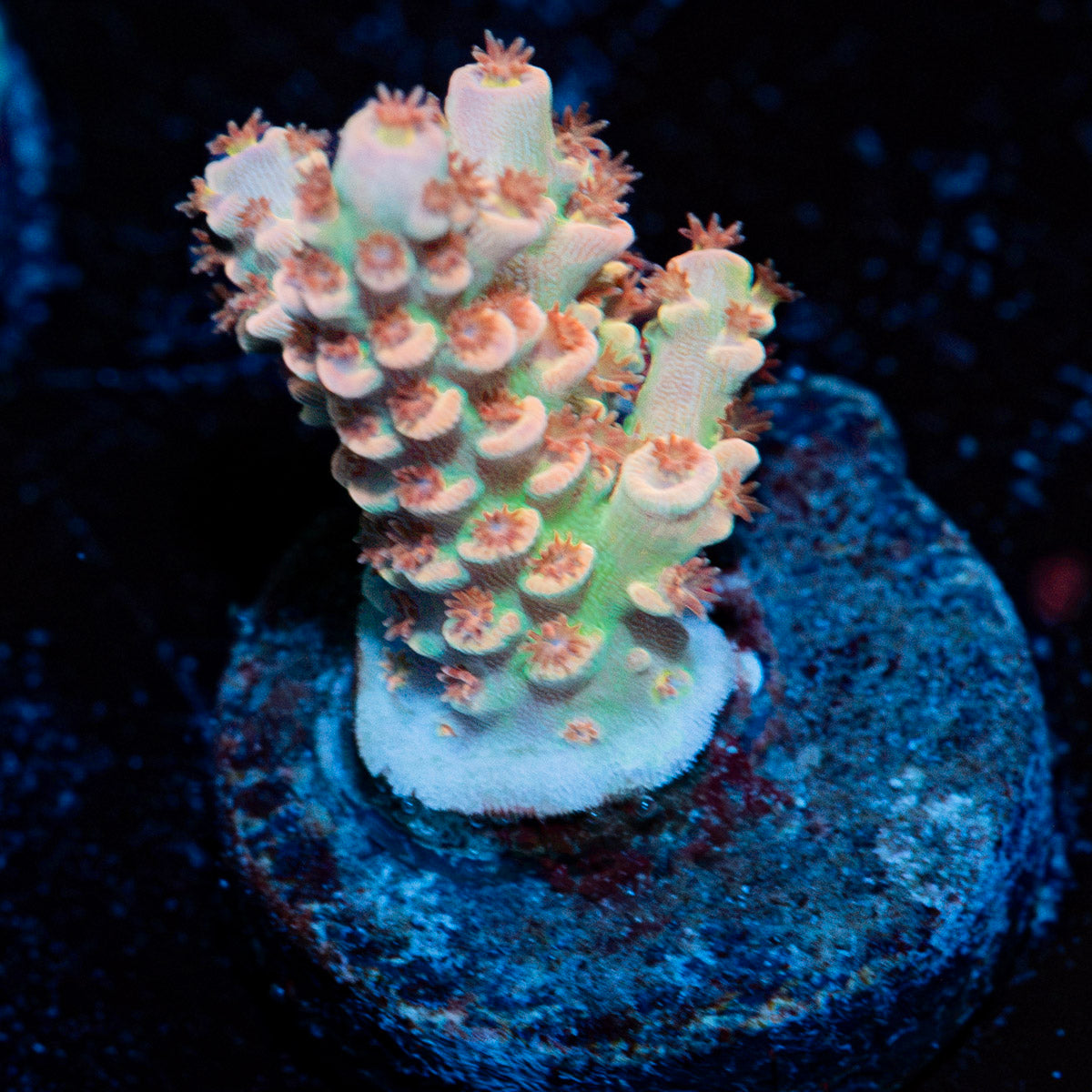 Chevron Tenuis Acropora Coral with branching growth in reef aquarium