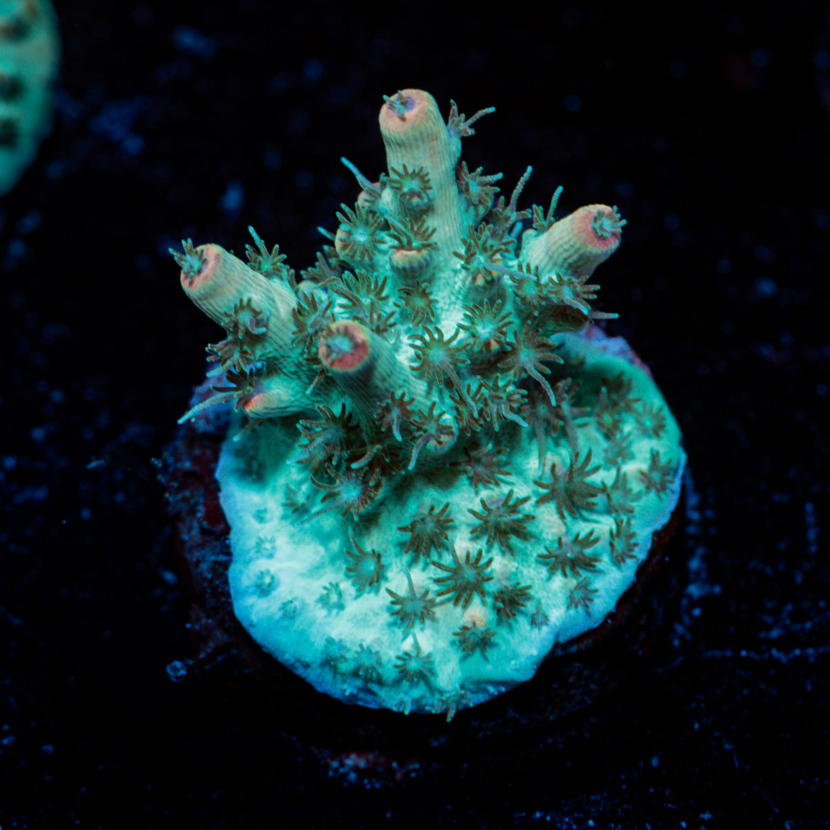 Yoda Acropora Coral with branching growth in reef aquarium