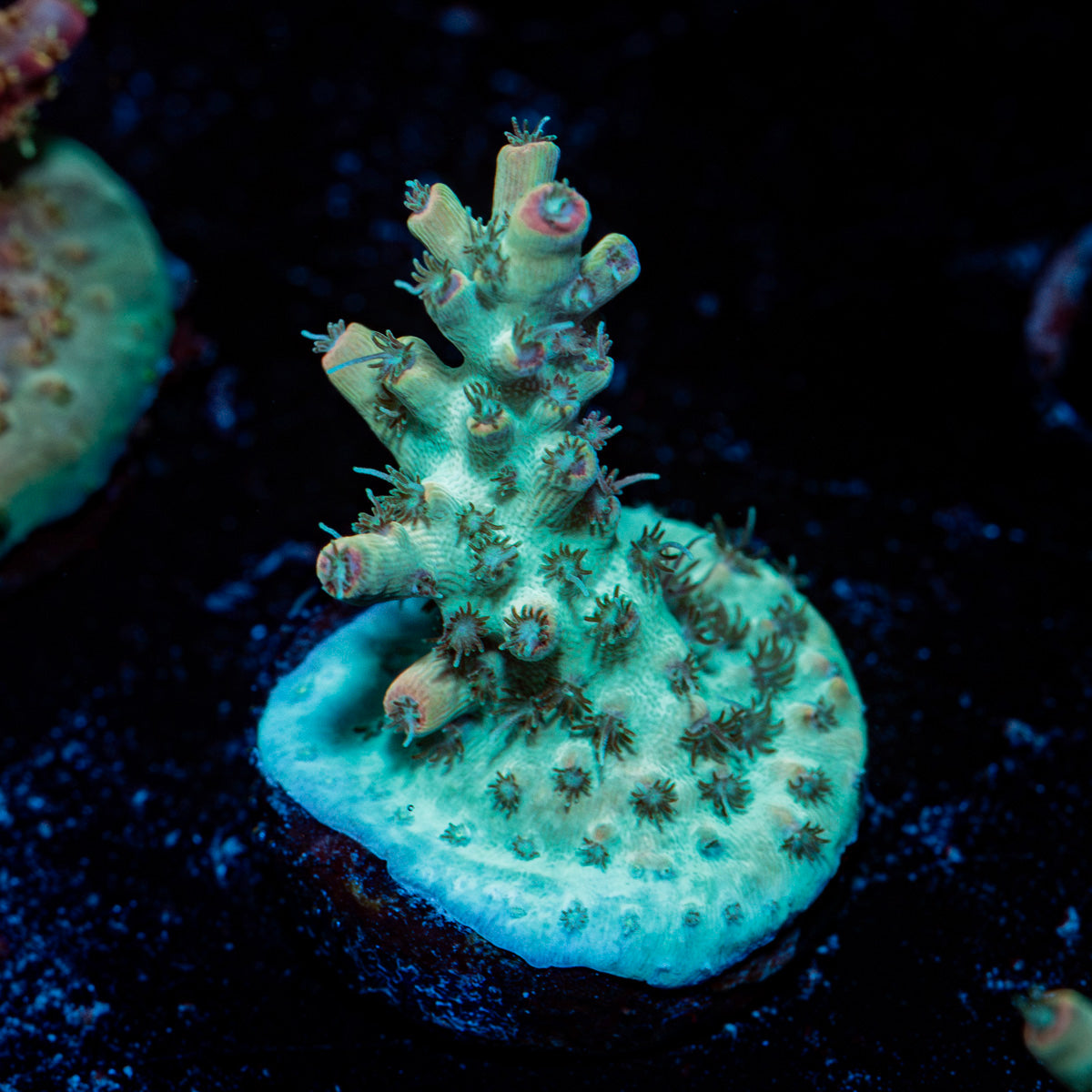 Yoda Acropora Coral with branching growth in reef aquarium